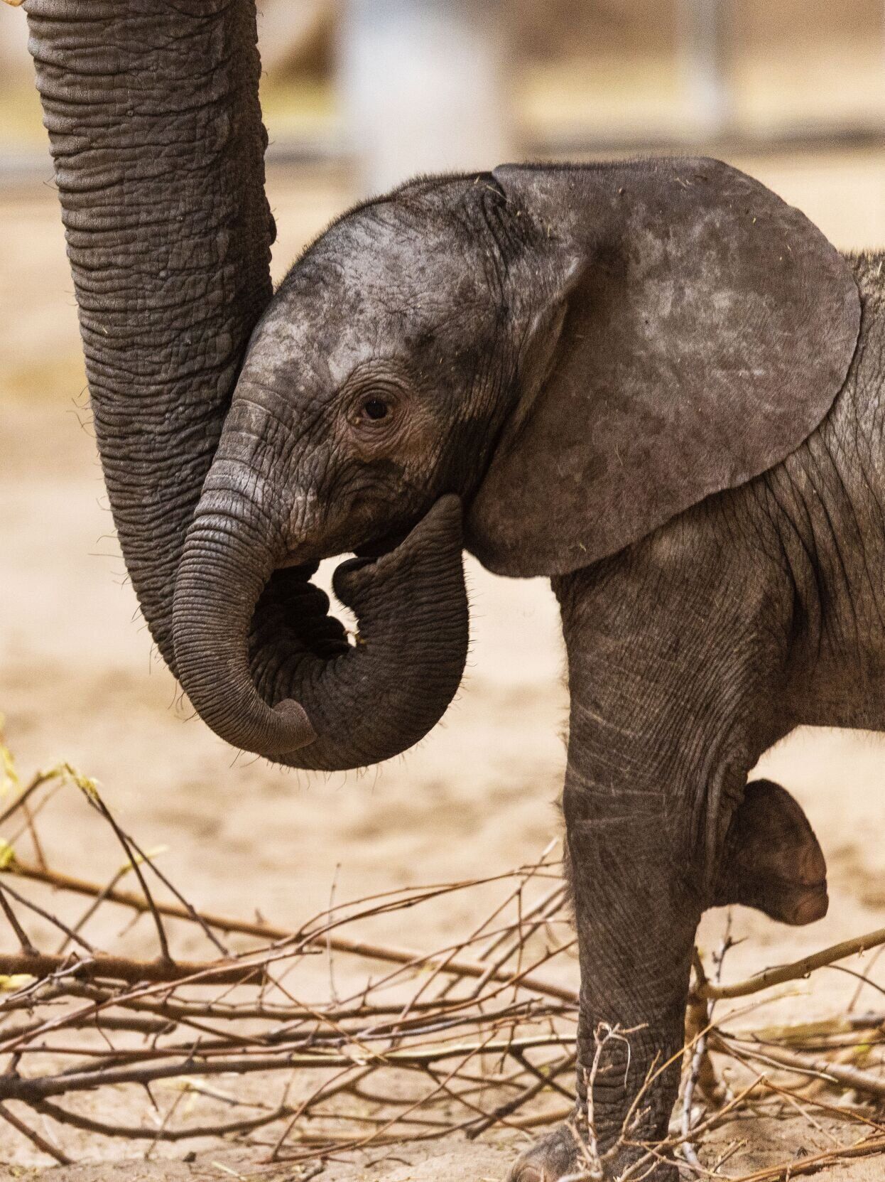 021522-owh-new-elephants-pic-cm005